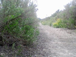 San Diego Path 3