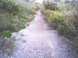 Kung Fu Workout on San Diego Path